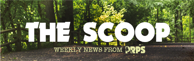 Scoop newsletter header